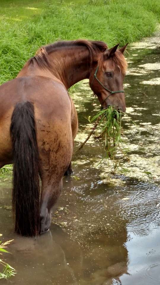 Country View Stables LeRoy Illinois Natural Pastures